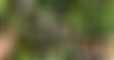 Plantes