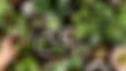 Plantes