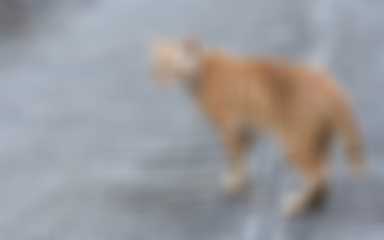 Chat errant dans la rue 
