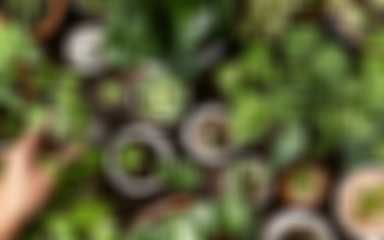 Plantes
