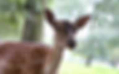 Parc animalier