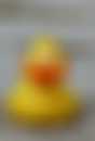 A la recherche des canards perdus.jpg