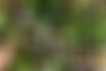 Plantes
